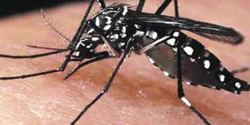Declaran emergencia sanitaria por dengue en Puerto Piray