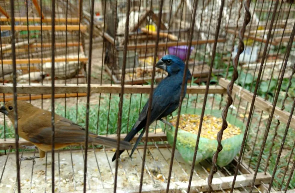 Más de 130 aves silvestres fueron rescatadas en Mendoza: las traían escondidas en jaulas y cajas (imagen ilustrativa)