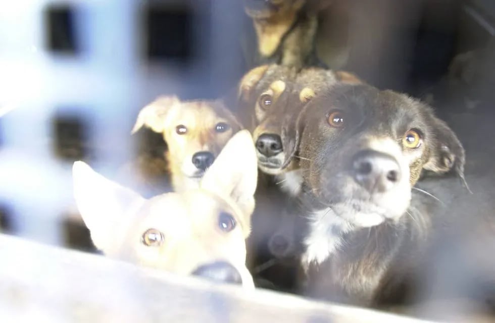 Malargüe: vuelve la perrera pero sólo castrarán animales sin dueño