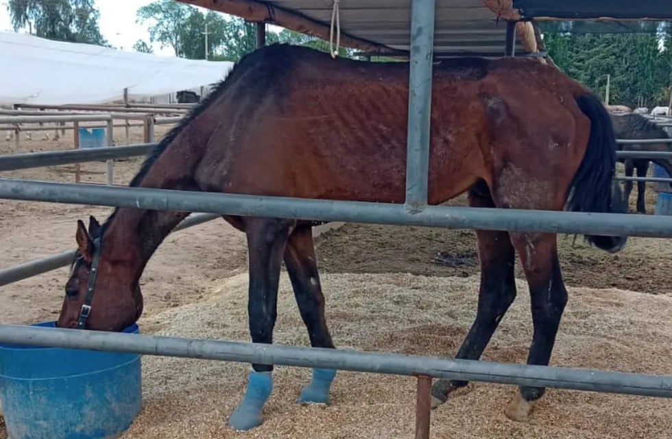 La Asociación PEMPA lleva a cabo una campaña de donación para salvar la vida de Durazno, un caballo pura sangre que sufrió maltrato animal y se encuentra en grave estado de salud.