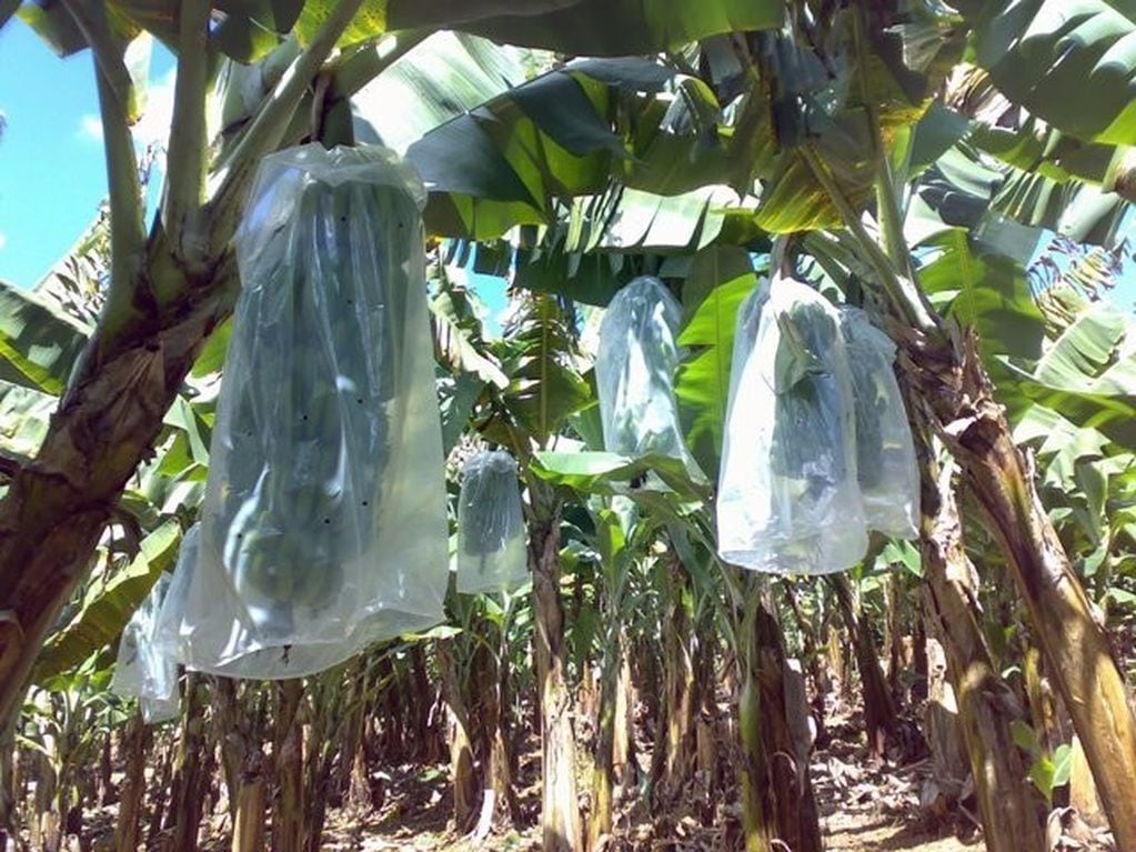 Los productores bananeros toman precauciones debido a las probables heladas