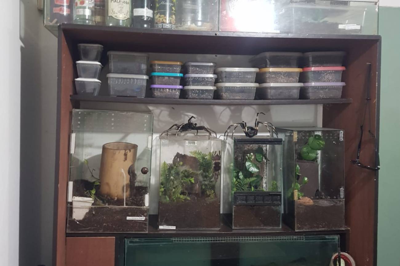 Encuentran 172 arañas, un escorpión y una serpiente en una casa de Córdoba. (Gendarmería Nacional)