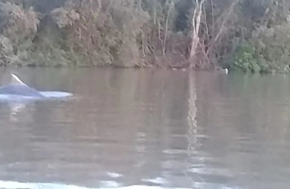 Un delfín apareció nadando en el río Paraná\nCrédito: Web
