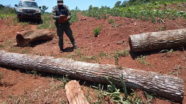 Decomisan rollos de madera nativa de la especie Peteribí en Oberá