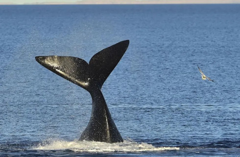 Estaban nadando en Comodoro y se les aparecieron dos orcas (Imagen Ilustrativa).