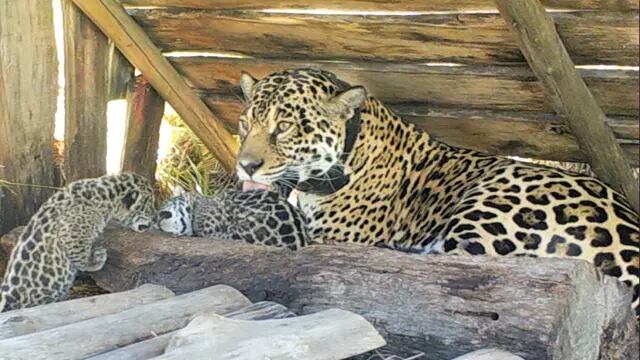 Dos cachorros de yaguareté nacieron en Corrientes.