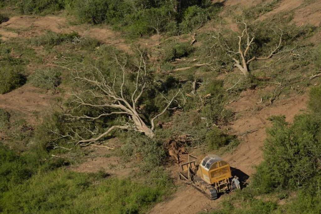 Imagen archivo. Greenpeace detectó desmontes ilegales en El Impenetrable.