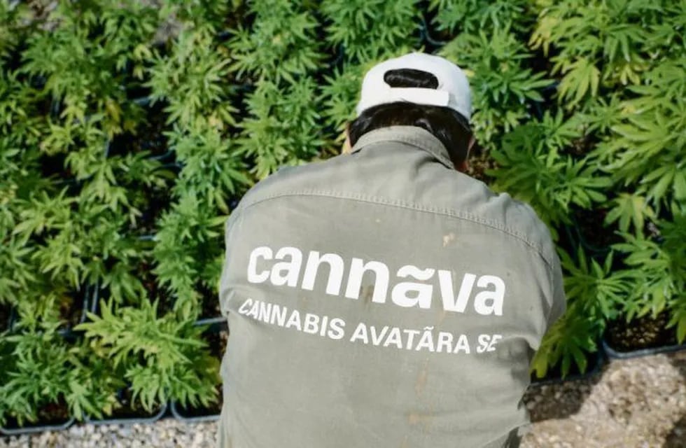 La Rioja lidera el camino hacia la nueva industria del cannabis