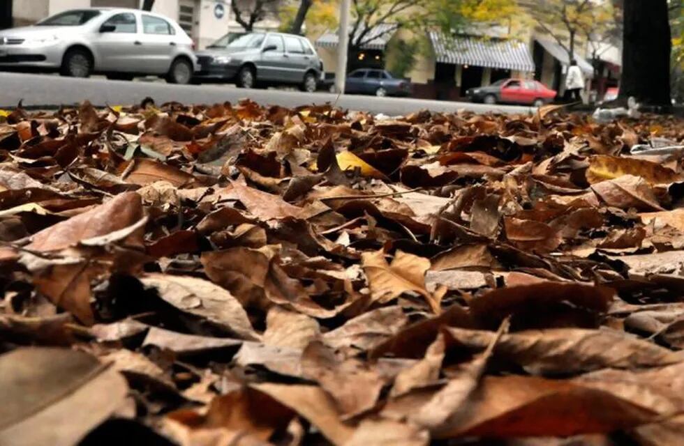 La Municipalidad recomienda barrer, juntar y embolsar hojas para prevenir que se tapen los desagües. (@munirosario)