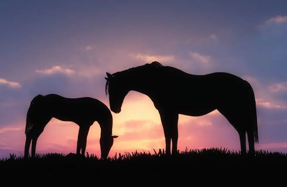caballos (foto: pinterest)