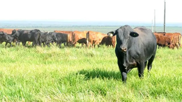Entre Ríos promueve la asistencia a pequeños productores de carne a través de políticas federales