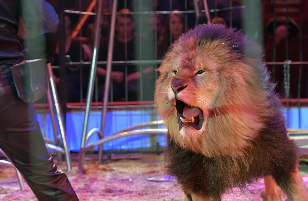 El angustiante momento en que dos leones que escaparon durante la función de un circo | Imagen de referencia.