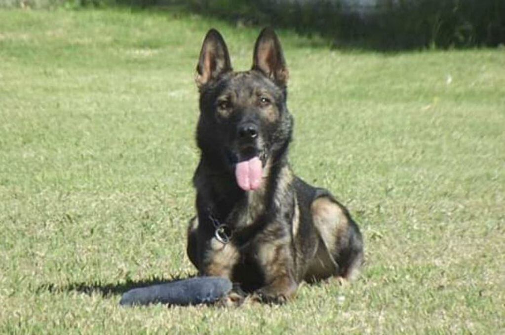 Alcón es un perro alemán que ayudó a resolver más de 20 casos policiales en Argentina.