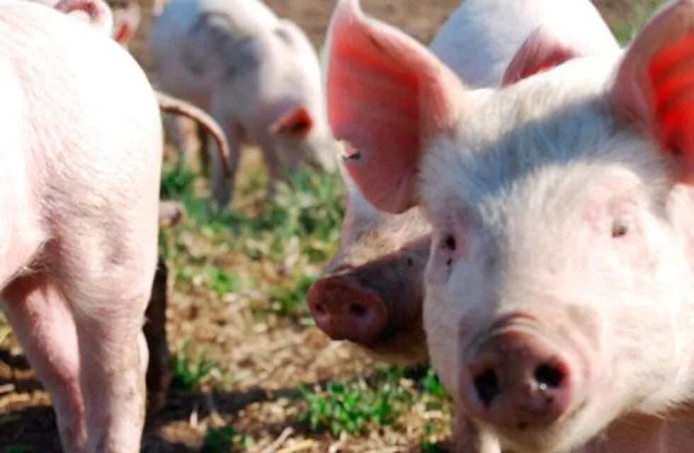En un  carneo casero de cerdo, una familia fue atendidas por síntomas compatibles con la triquinosis.