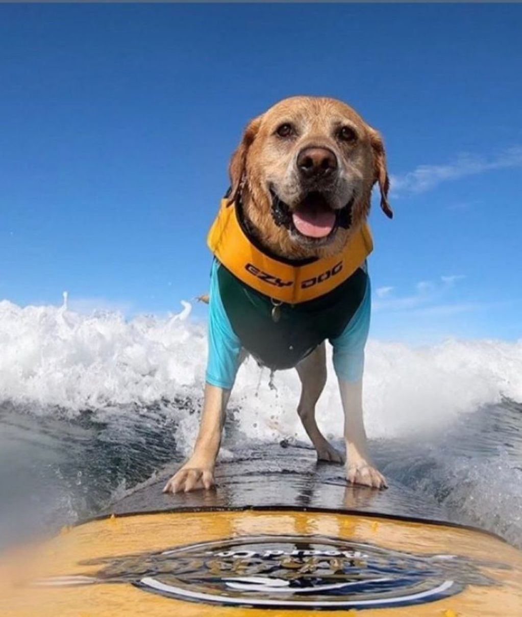 El perro surfista que encanta con sus habilidades en las playas de California