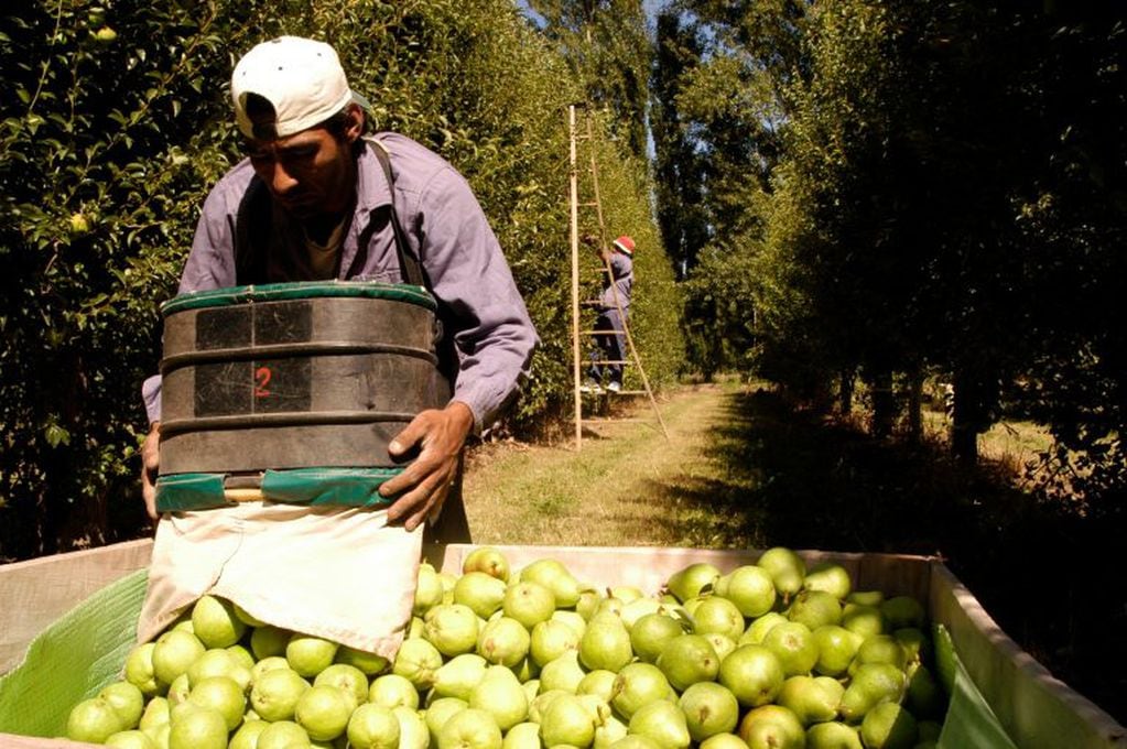 La producción de peras y manzanas creció hasta el 31 de mayo (Río Negro).