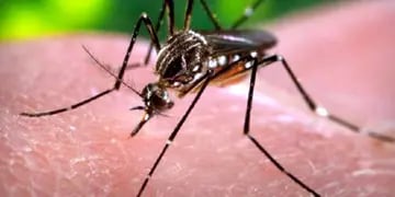  Según el especialista Gonzalo Basile, el enfoque para combatir el Aedes aegypti es ineficaz.