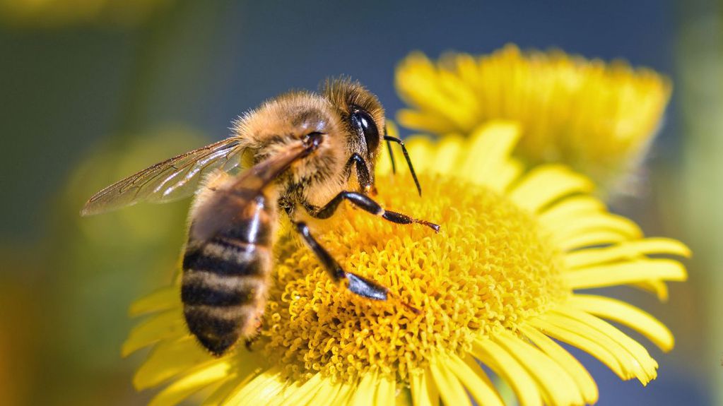 El veneno de abejas se obtiene a través de una descarga eléctrica suave en las abejas para extraer el veneno sin matarlas de su aguijón.