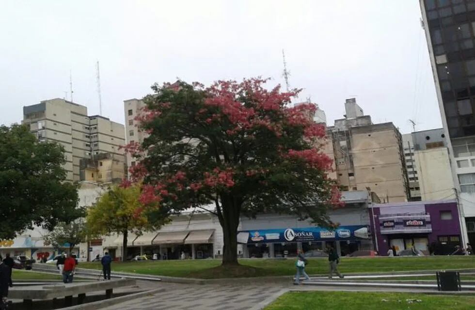 plaza Olmos