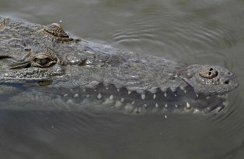 La pareja fue lanzada al río infestado de cocodrilos.