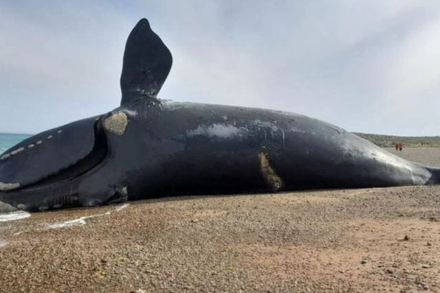 La ballena 212 fue hallada sin vida en la playa Casino.