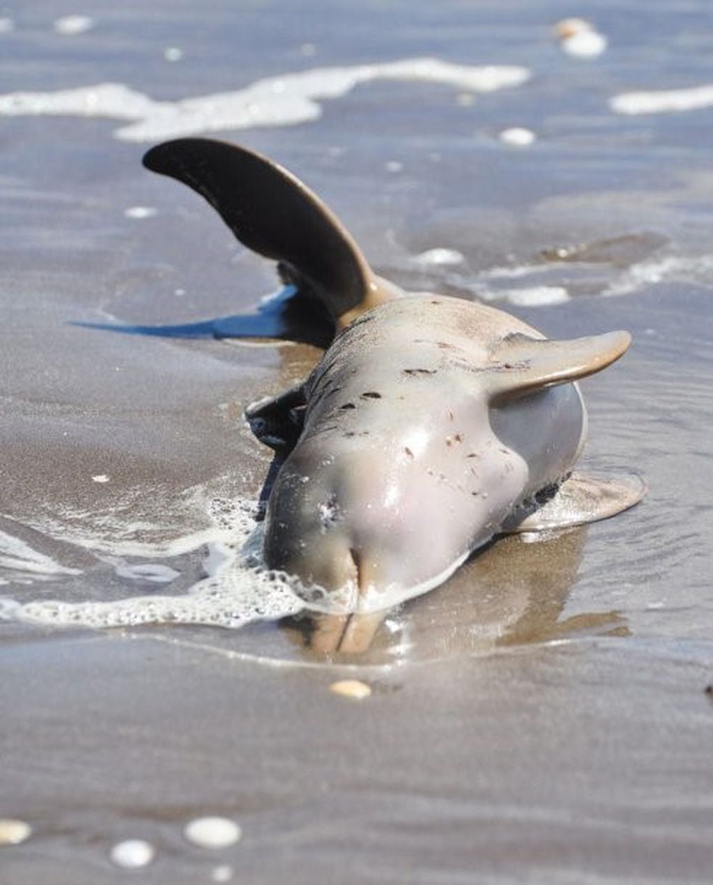 Hallaron 14 delfines muertos en las playas del Partido de la Costa