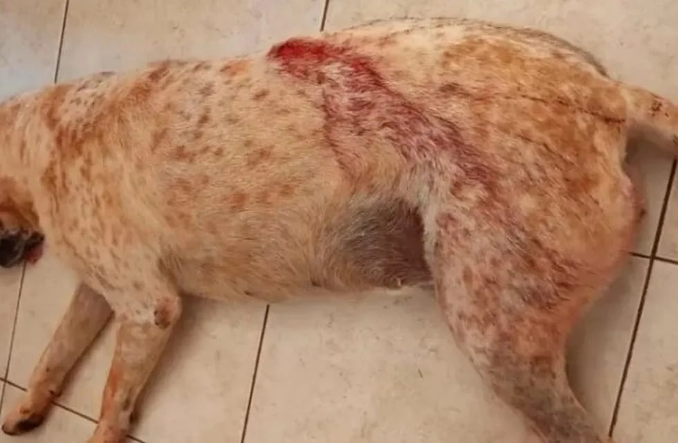 Maltrato animal en Campo Ramón: le disparó a un perro frente a un niño de 12 años.