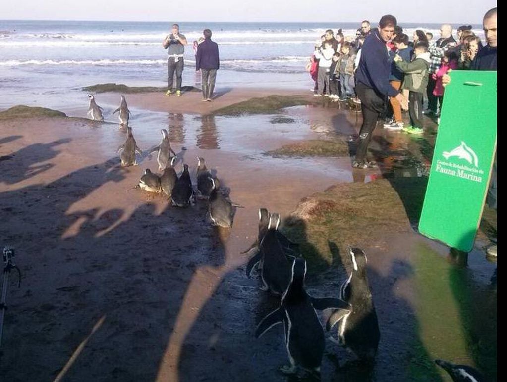 Liberan a 20 pingüinos encontrados en mal estado de salud en las costas de Mar del Plata