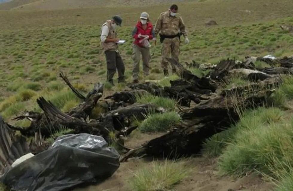Cóndores muertos en Mendoza
