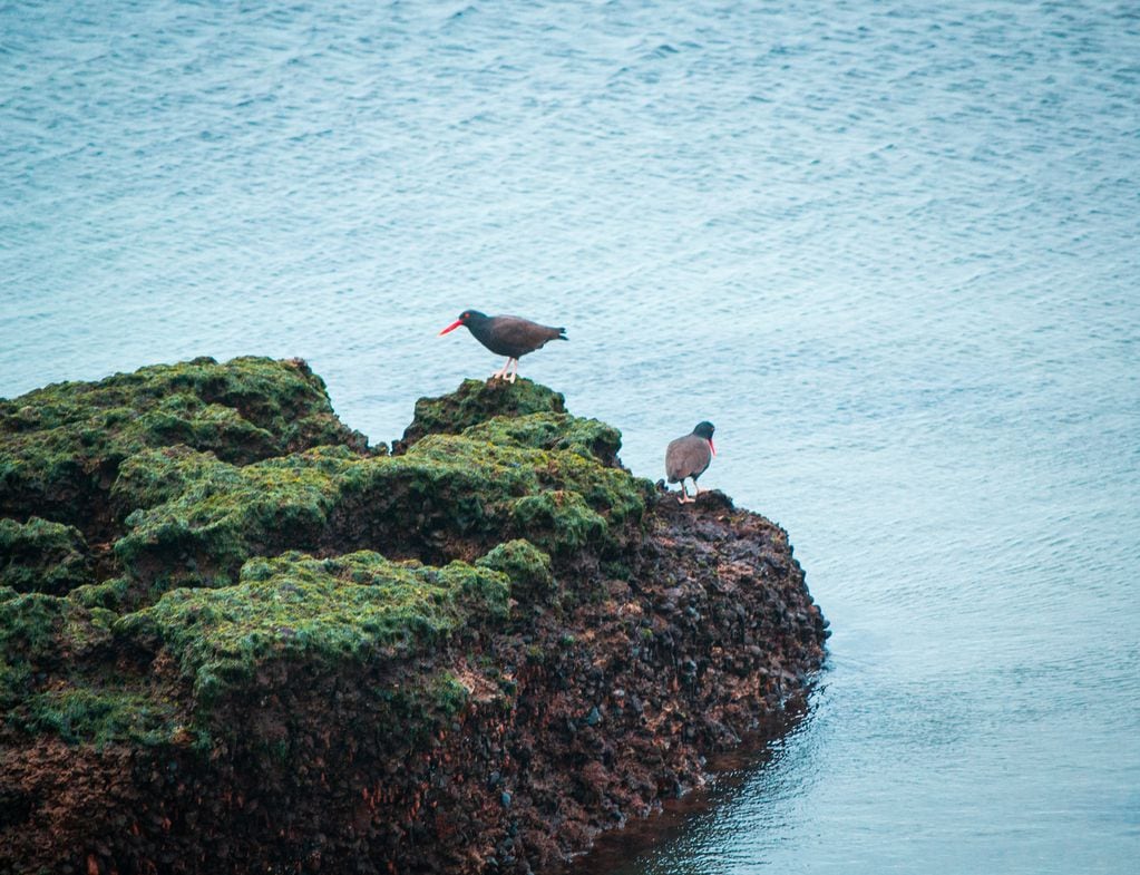 Aves de la Península Valdés