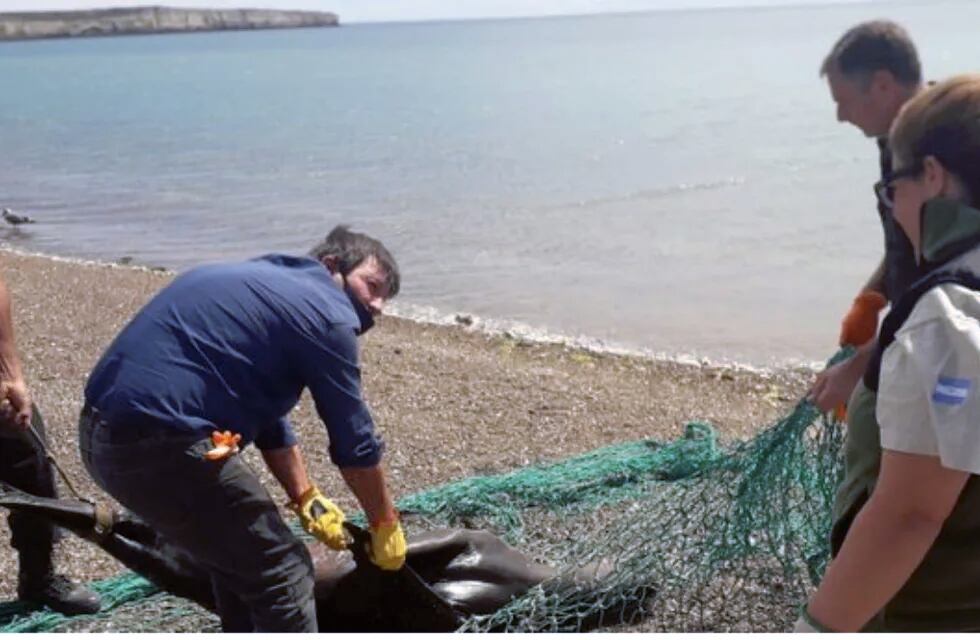Pescadores mataron a palos a un lobo marino atrapado en una red.