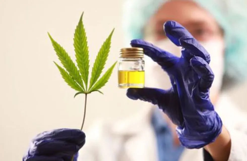 El Gobierno de Roberto Suárez ya proyecta como impulsar la industria de cannabis medicinal. Gentileza Los Andes