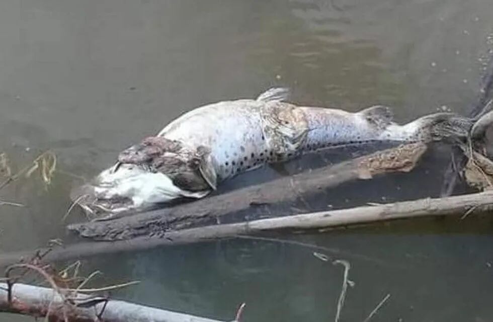 Peces muertos hallados en el río San Francisco en septiembre. (Web)