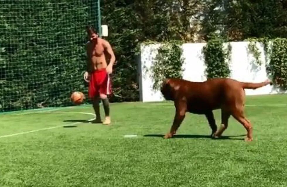 Lionel Messi volvió loco a su perro gigante y Antonela Roccuzzo lo compartió en Instagram. Foto: Instagram/antoroccuzzo88