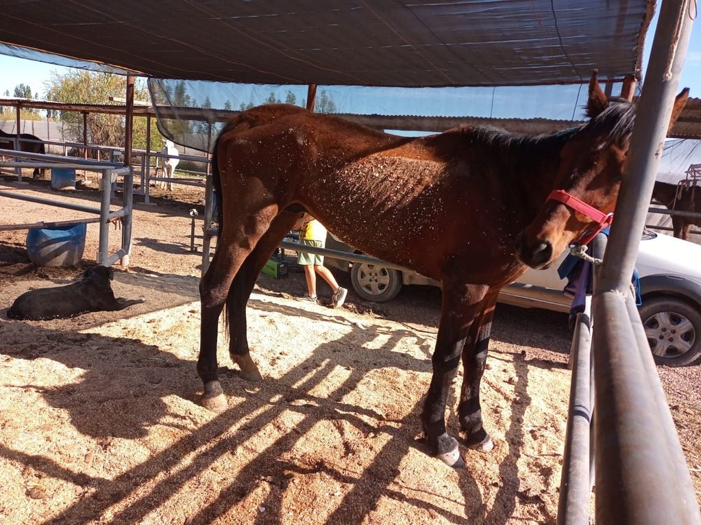 La Asociación PEMPA lleva a cabo una campaña de donación para salvar la vida de Durazno, un caballo pura sangre que sufrió maltrato animal y se encuentra en grave estado de salud.