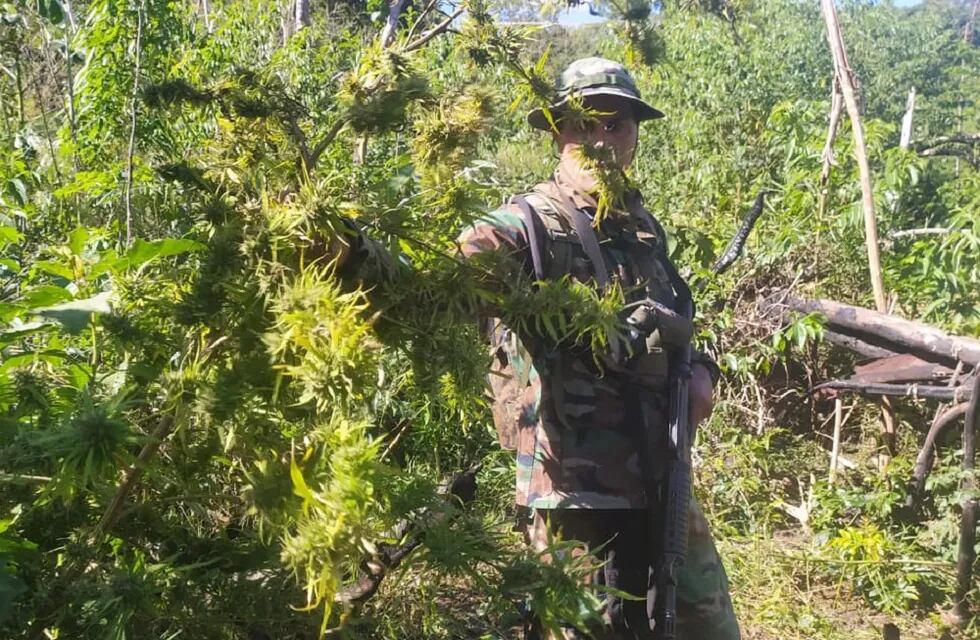 Bernardo de Irigoyen: descubren una plantación de marihuana en Paraje Gramado