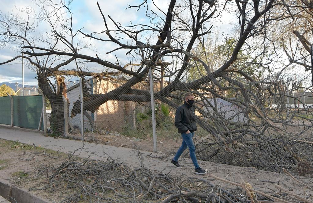 Árboles y ramas caídas, voladura de techos y hasta el derrumbe de una pared fueron algunas de las consecuencias del Zonda del miércoles pasado. Foto: Orlando Pelichotti / Los Andes.