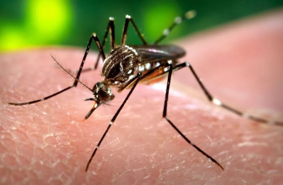 Alerta por la suba de casos de dengue en el país