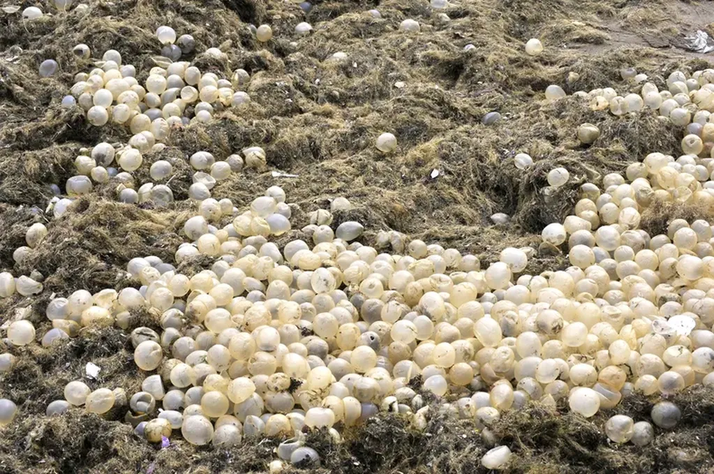La Playa Bristol de Mar del Plata apareció repleta de algas y huevos transparentes.
