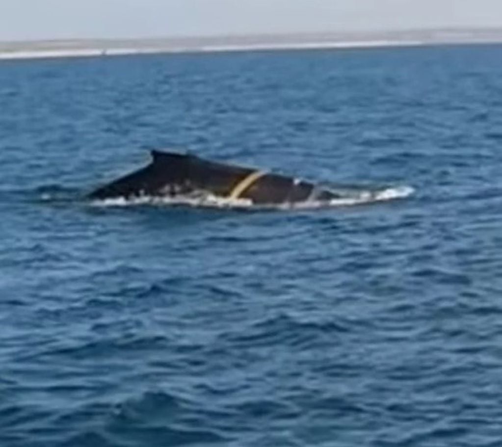 Apareció una ballena en las aguas de Puerto Madryn y alarmó a los presentes al tener una soga atada a su cuerpo.