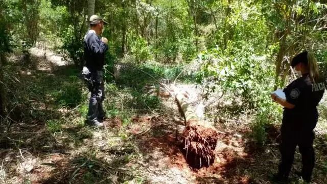 Interceptan y secuestran ejemplares de palmeras nativas en Capioví