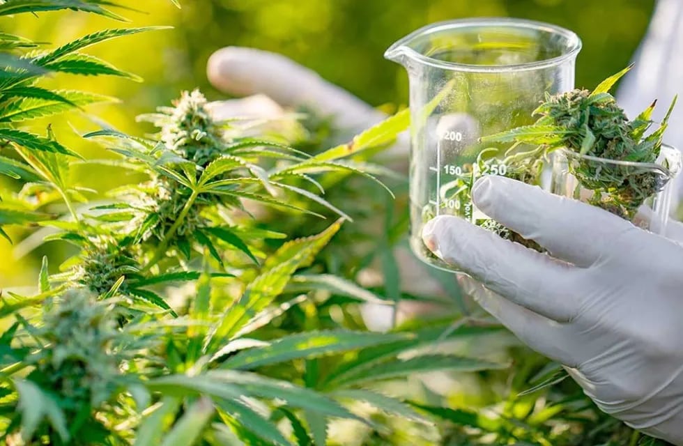 Abrirán el primer laboratorio de fiscalización de cannabis medicinal en Mendoza (Imagen ilustrativa).
