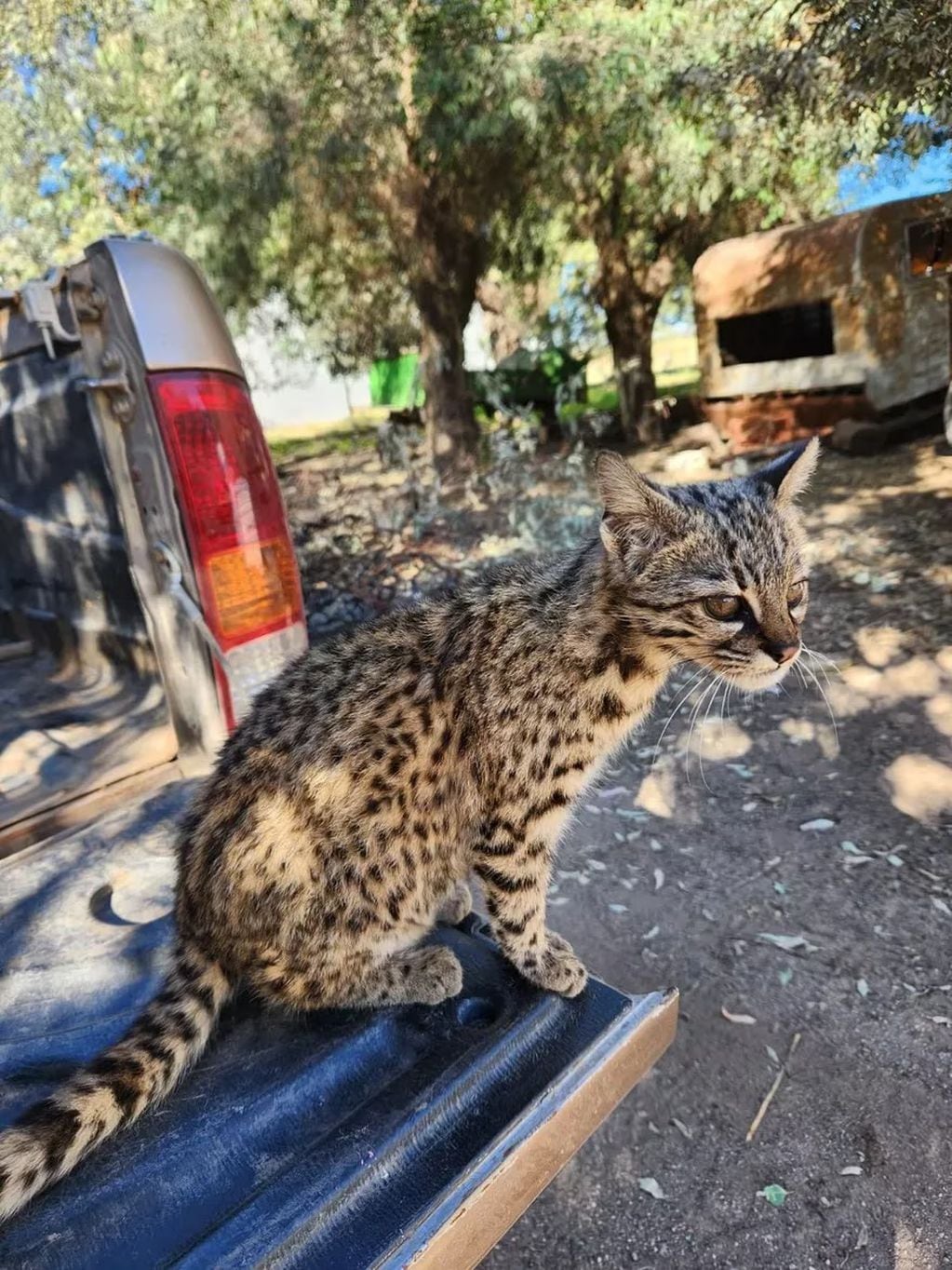 El animal fue considerado una mascota y acompañaba a los trabajadores de un campo diariamente.