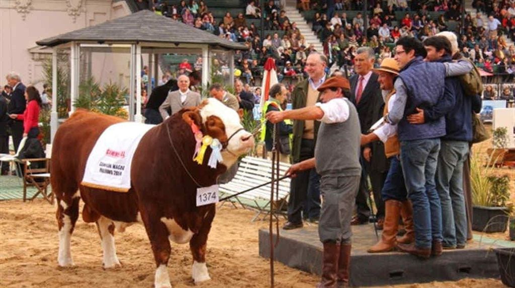 Gran campeón. El toro de Las Pencas criado en el norte provincial.