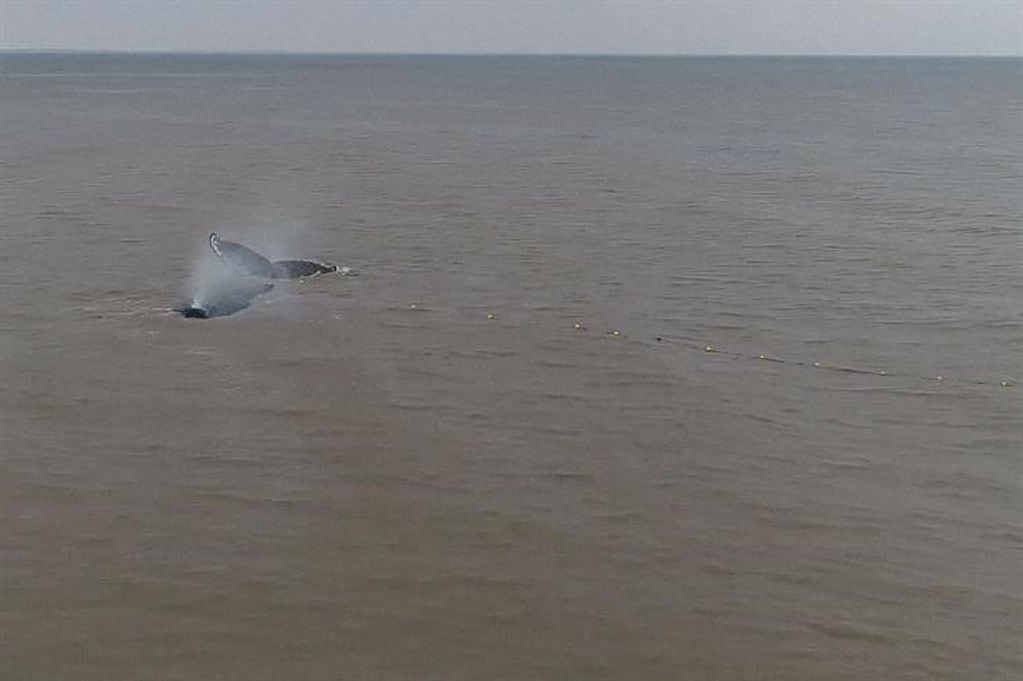 Una ballena fue rescatada tras permanecer varada a metros de la costa de San Clemente del Tuyú.