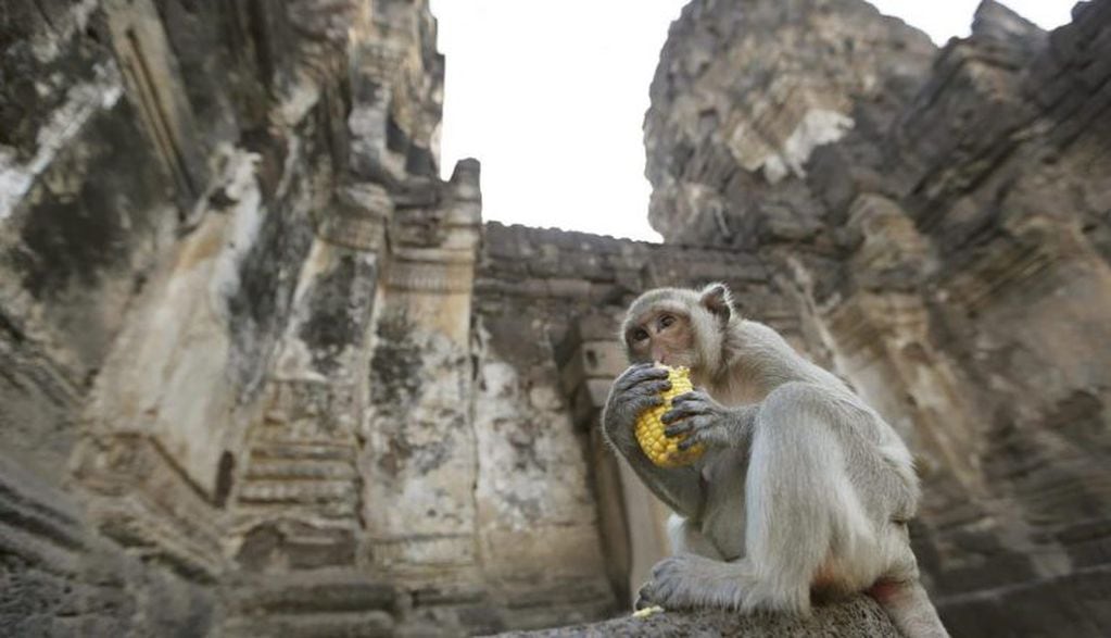 Más de 3.000 monos asisten a su gran buffet en Tailandia