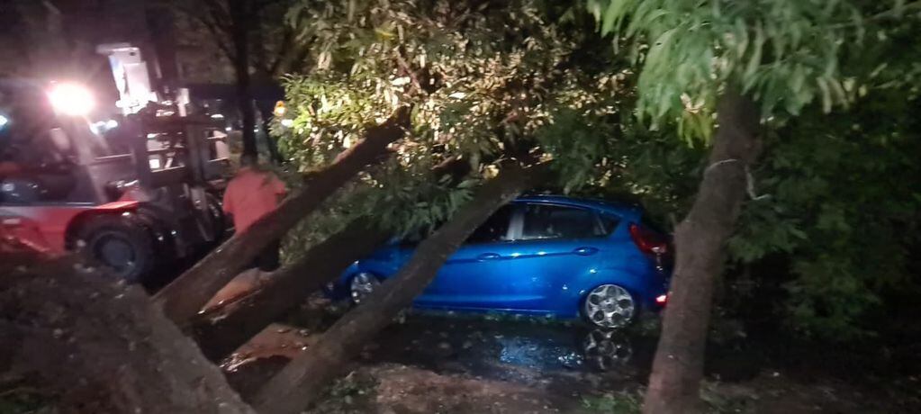 Hasta el momento se reportó cinco vehículos aplastados por árboles caídos durante el temporal del martes.