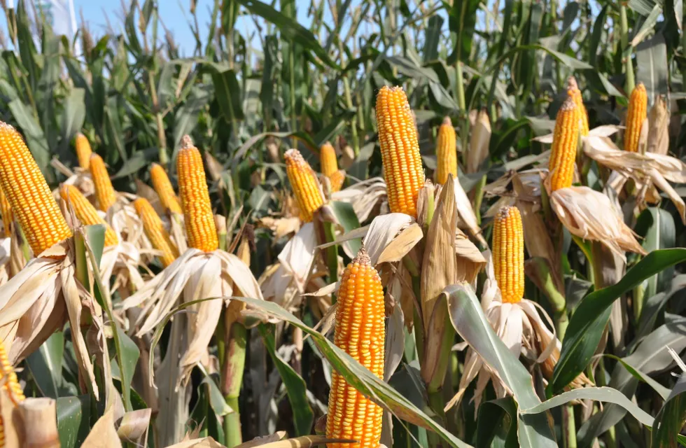 La siembra de maíz no cae y trata de sobreponerse a los efectos de la sequía.