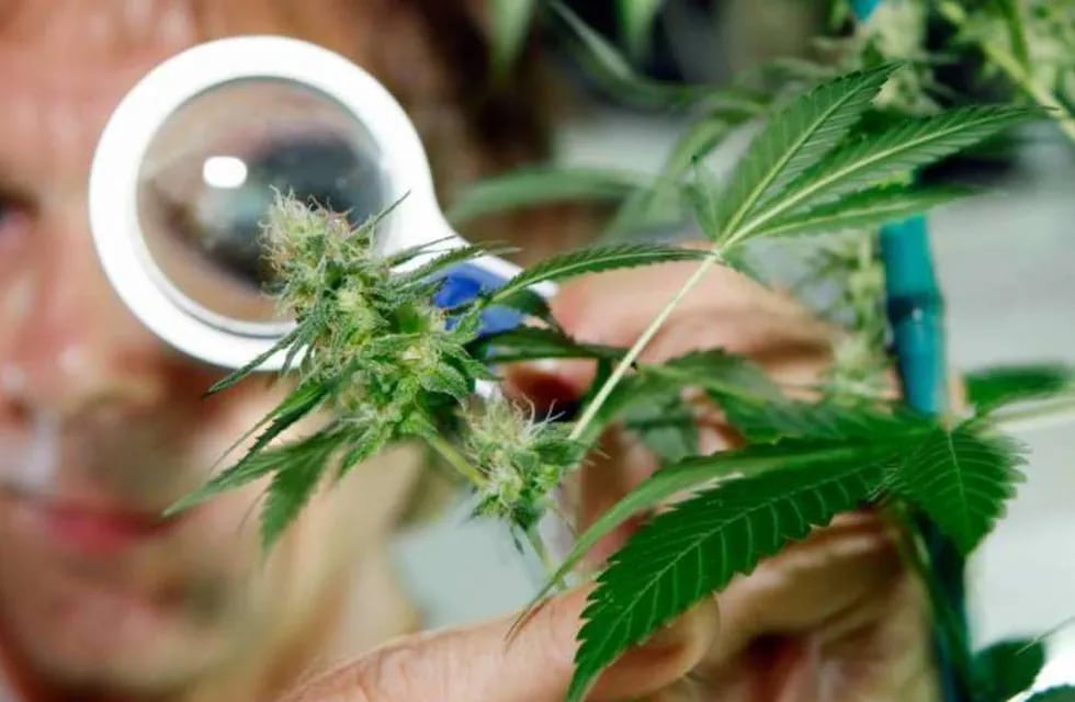 Funciona en Jujuy el primer centro destinado a la elaboración de cannabis medicinal