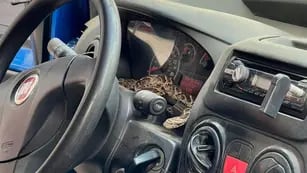 El reptil se encontraba en el tablero del auto. (El Doce)